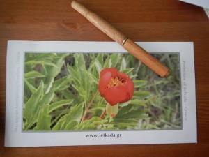 1422717_10200361132190593_1379813034_n