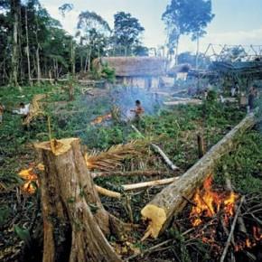 Rainforest destruction