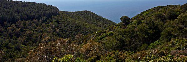 International Day of Forest